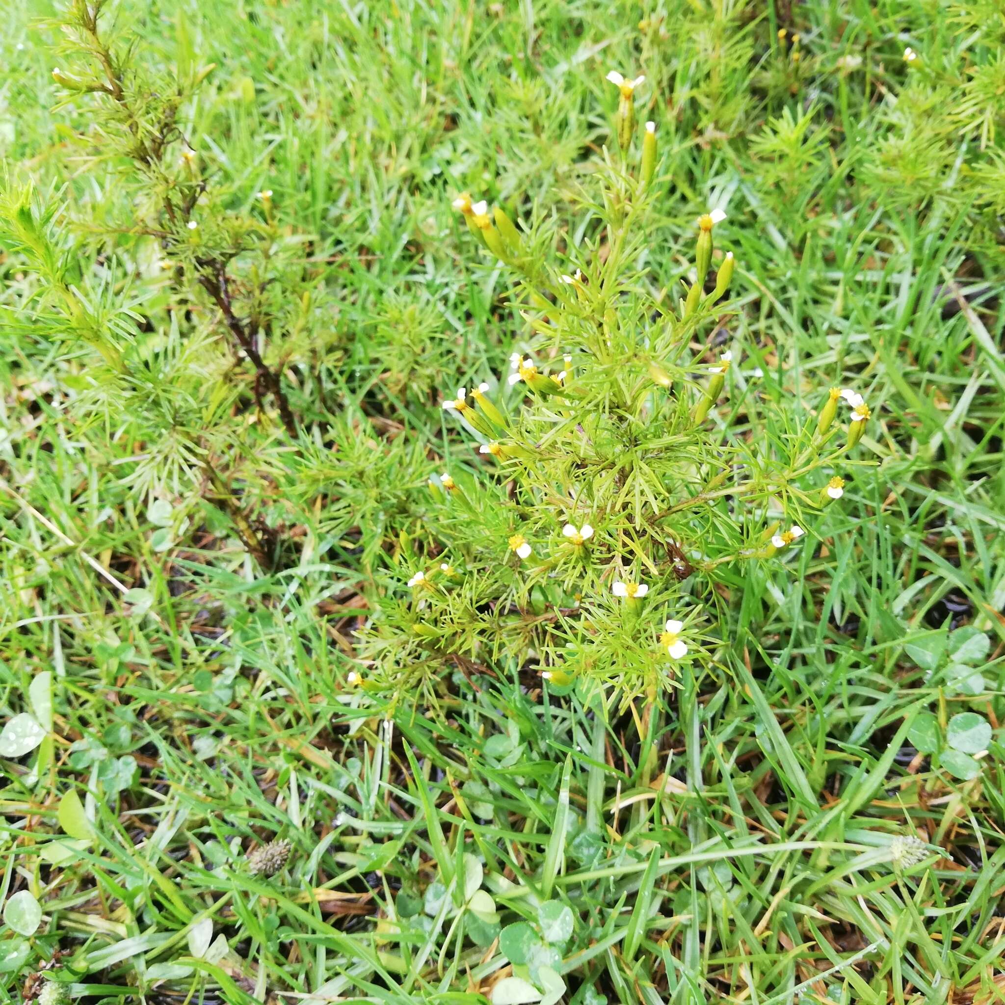 Tagetes filifolia Lag. resmi