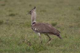 Image of Kori Bustard