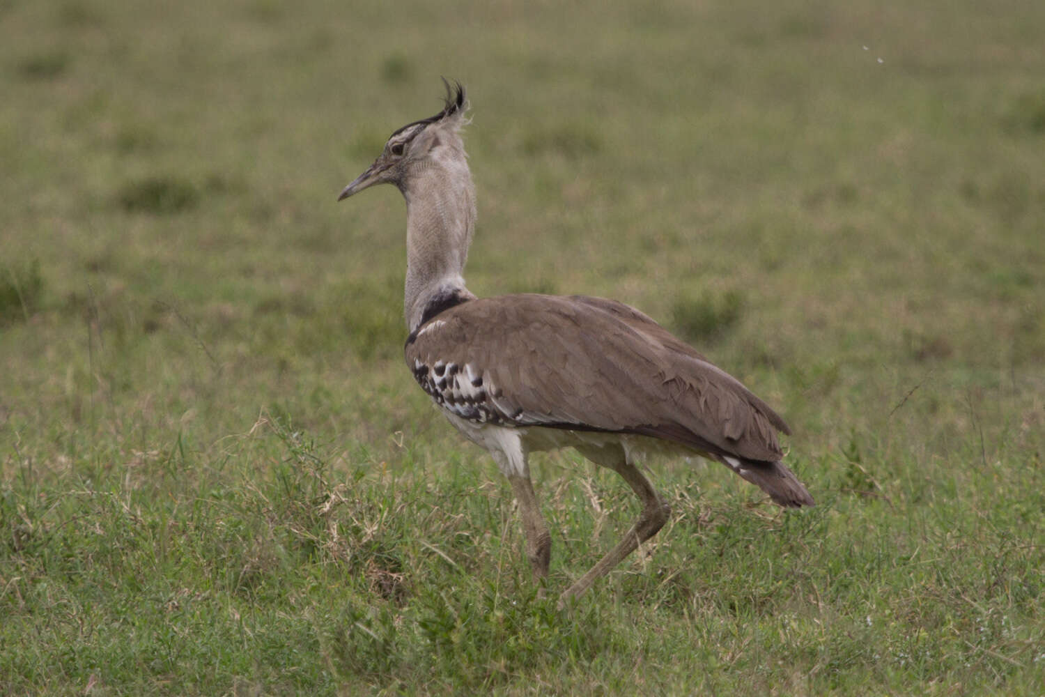 Image of Kori Bustard