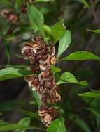 Image of Dodonaea triquetra Wendl.