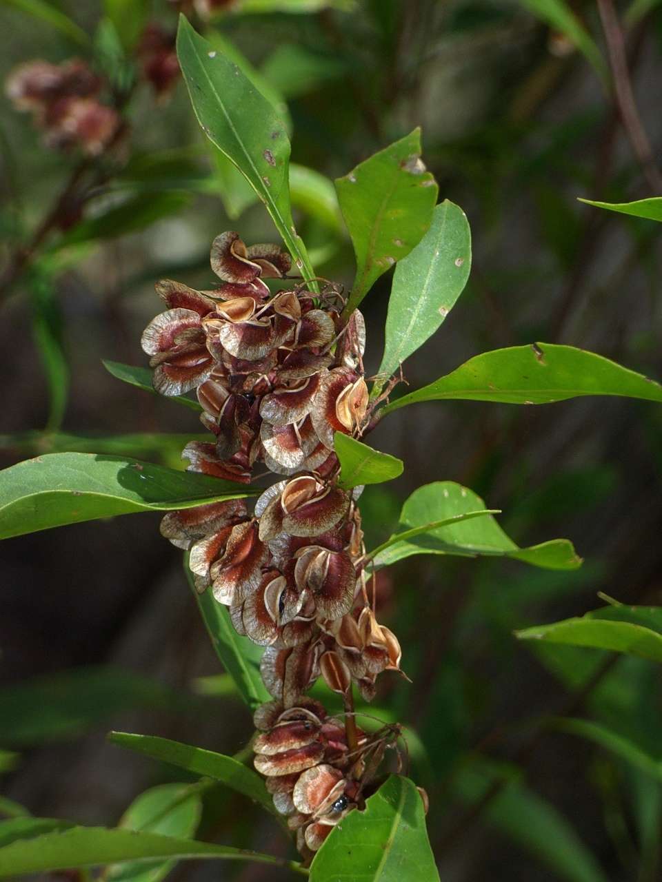 Image of Dodonaea triquetra Wendl.