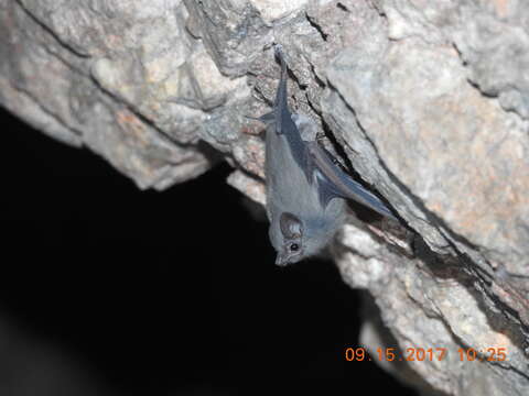 Image of Sac-winged bats