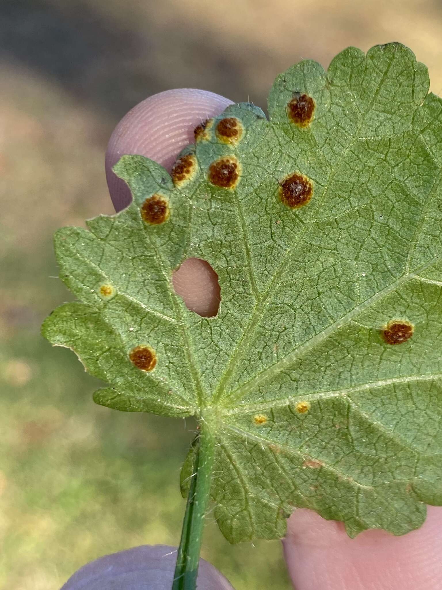 Image of Puccinia modiolae P. Syd. & Syd. 1903