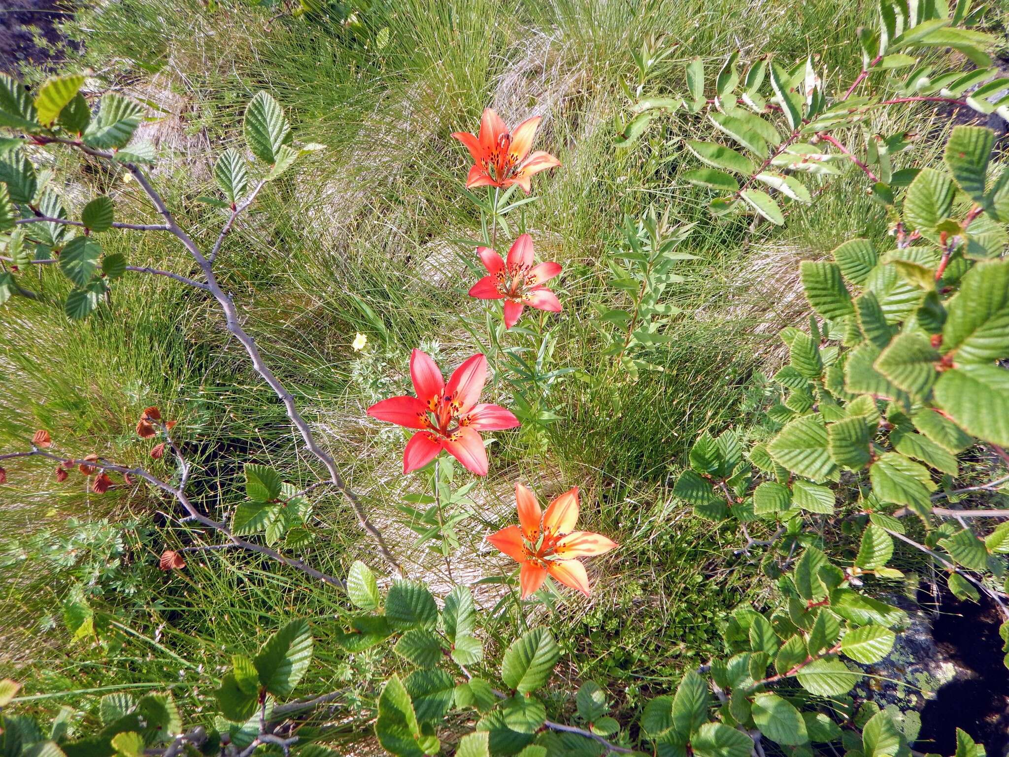 Lilium philadelphicum L. resmi