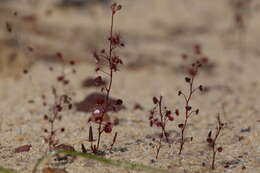 Image de Drosera radicans N. Marchant