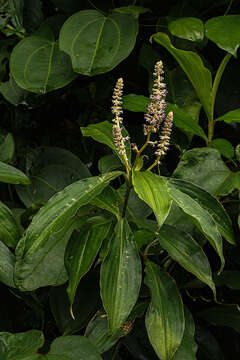 Palisota ambigua (P. Beauv.) C. B. Clarke的圖片