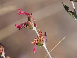 Слика од Hypoestes isalensis Benoist