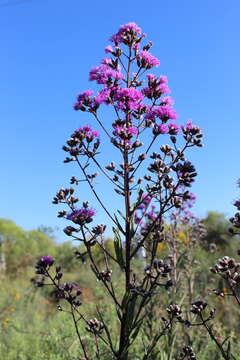 صورة Vernonanthura serratuloides (Kunth) H. Rob.