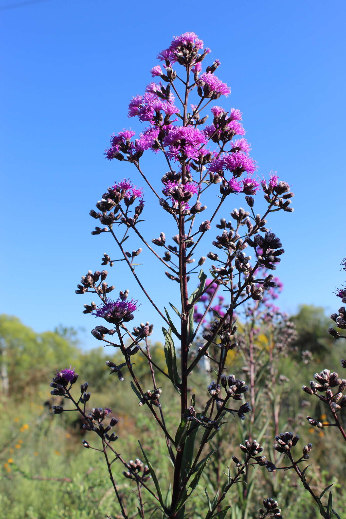 صورة Vernonanthura serratuloides (Kunth) H. Rob.