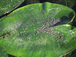 Image of Leafhopper