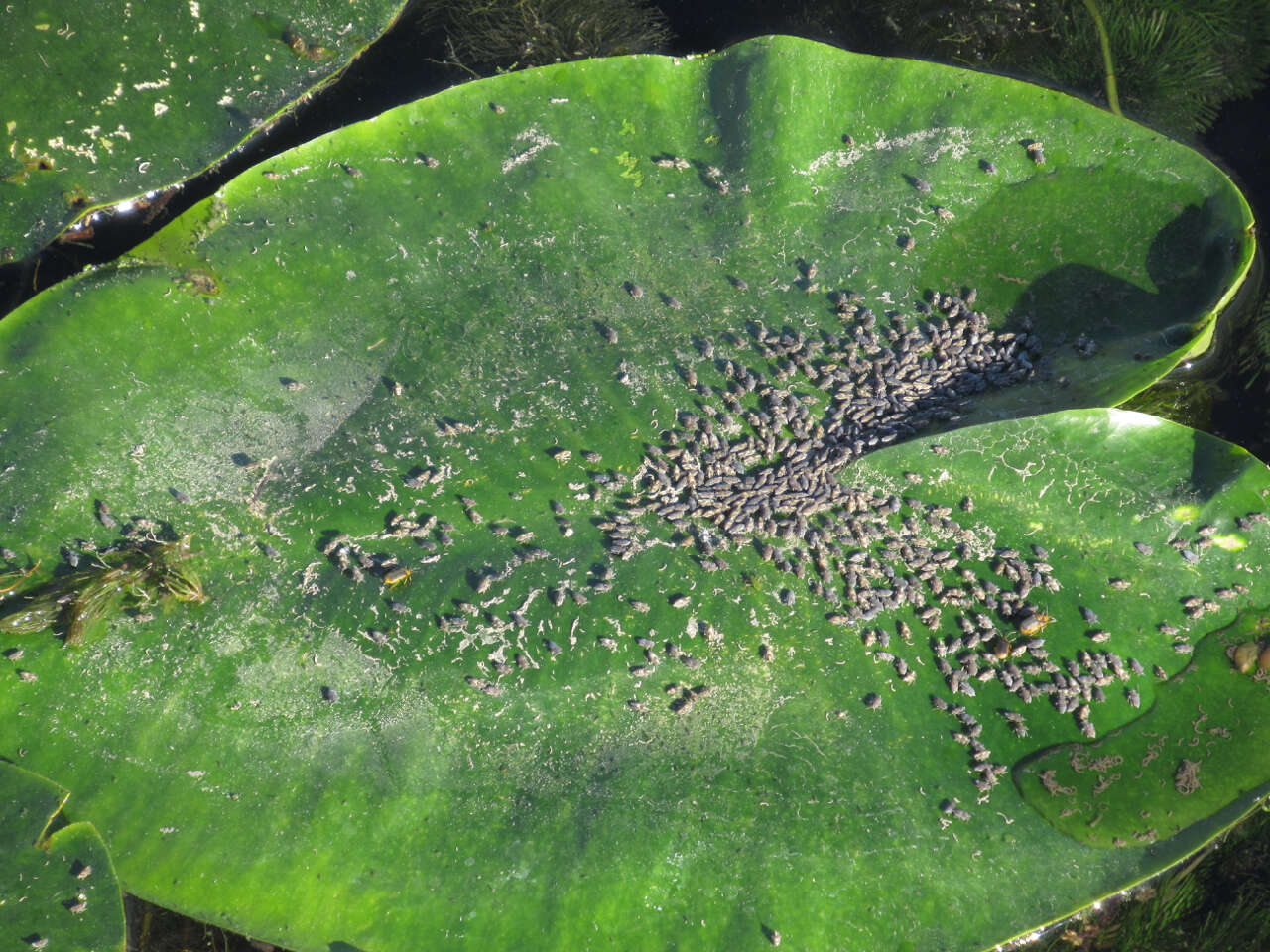 Image of Leafhopper