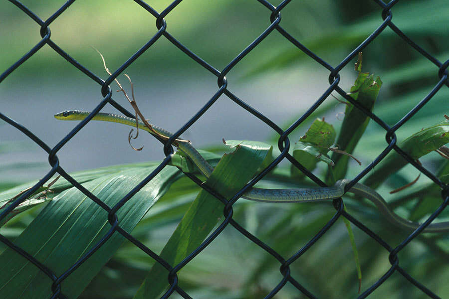 Image of Black Treesnake