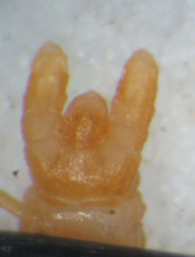 Image of Dignathodon microcephalus (Lucas 1846)