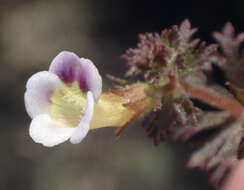 Image of Limnophila ceratophylloides (Hiern) Skan