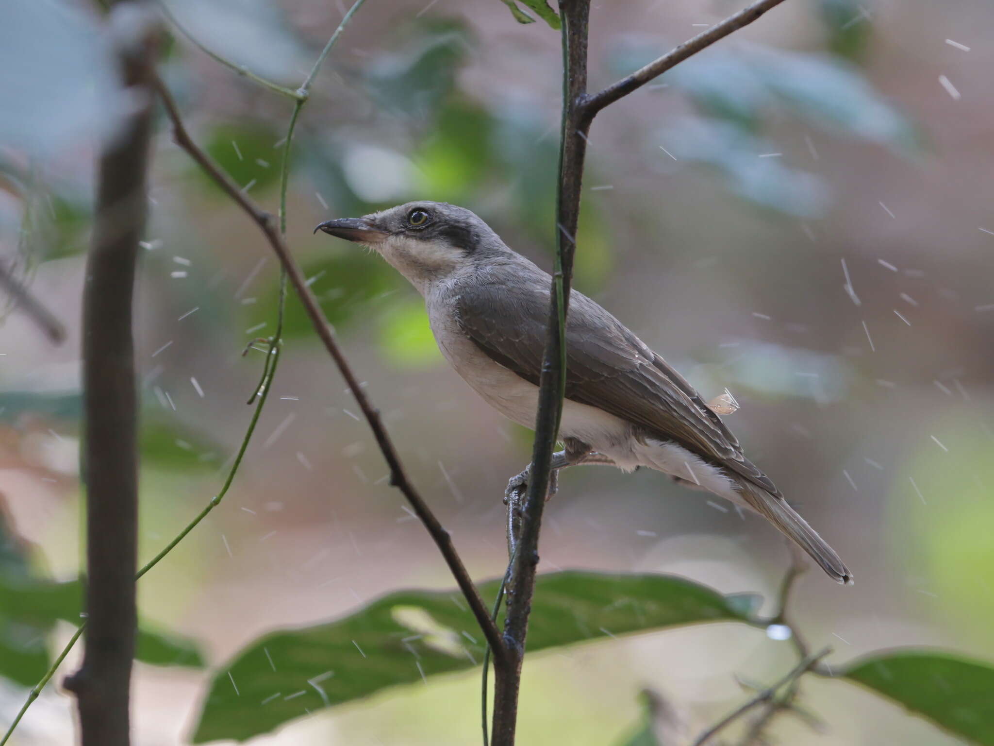 Tephrodornis virgatus (Temminck 1824)的圖片