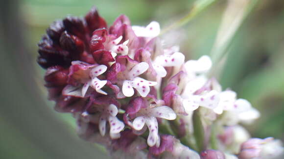 Image of Burnt orchid