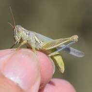 Image of Melanoplus herbaceus Bruner & L. 1893