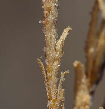 Image of saltmarsh bird's-beak