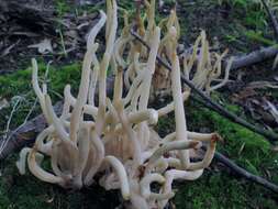 Image of Clavaria rubicundula Leathers 1956