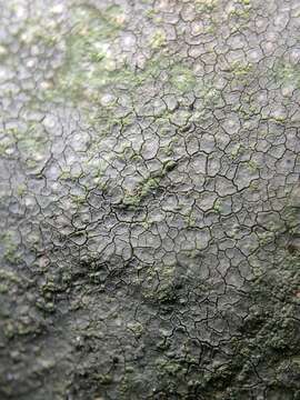 Image of disk lichen