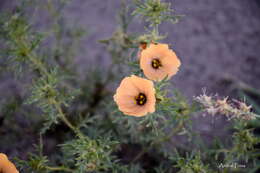 Image of Turnera sidoides subsp. pinnatifida (Juss. ex Poir.) M. M. Arbo