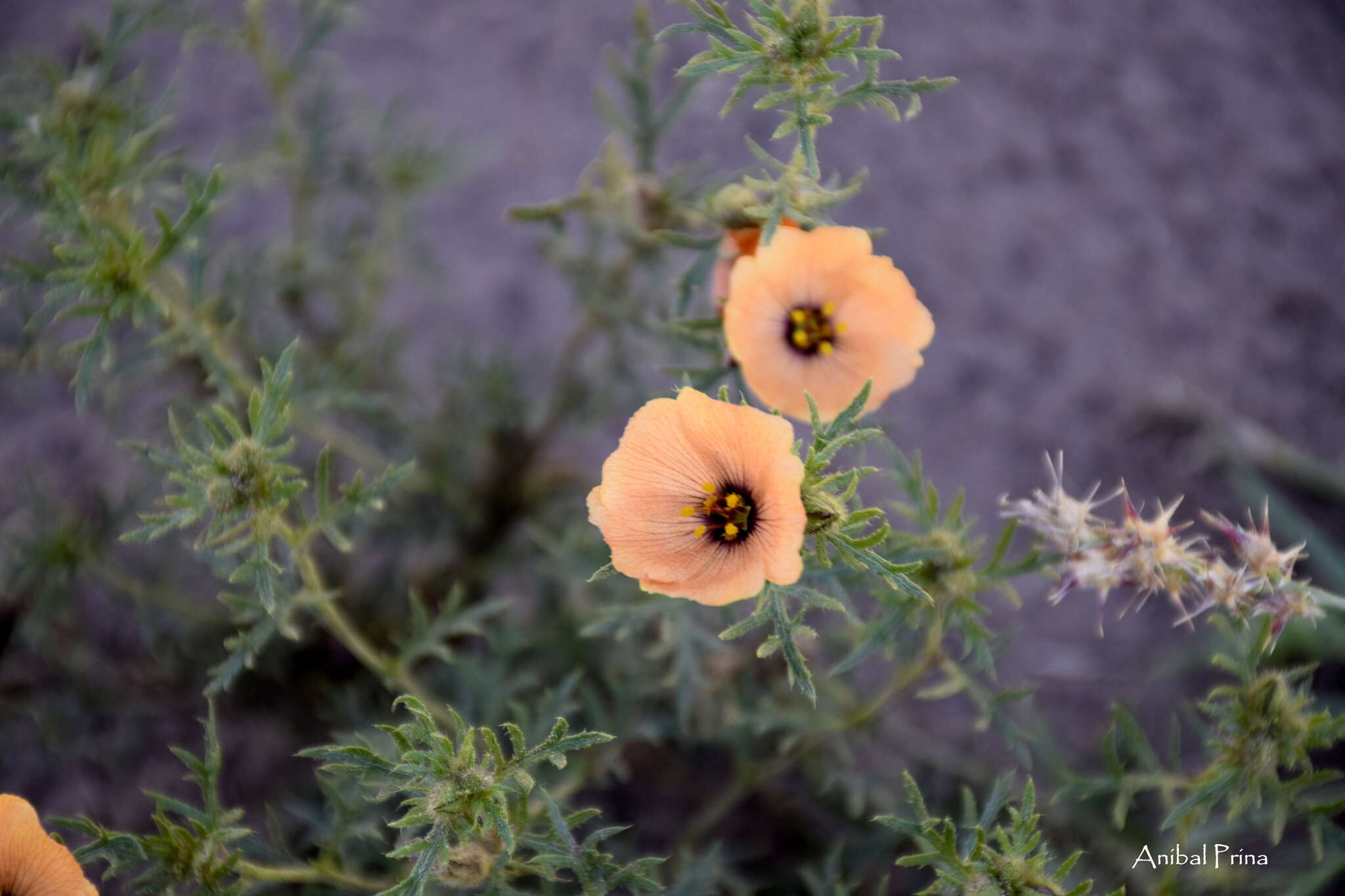 Imagem de Turnera sidoides subsp. pinnatifida (Juss. ex Poir.) M. M. Arbo