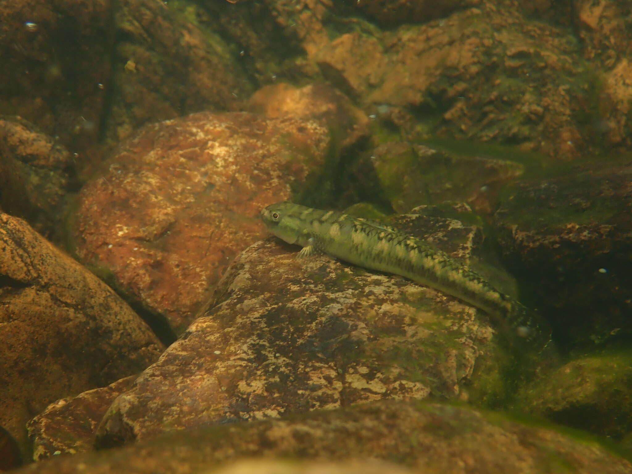 Image of Stiphodon multisquamus Wu & Ni 1986