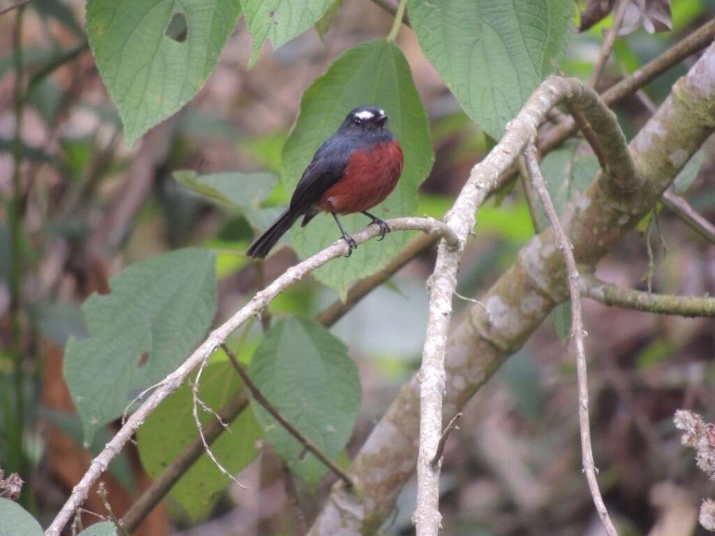 Ochthoeca cinnamomeiventris (Lafresnaye 1843)的圖片