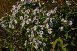 Plancia ëd Symphyotrichum firmum (Nees) G. L. Nesom