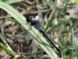 Image of Seaside Dragonlet