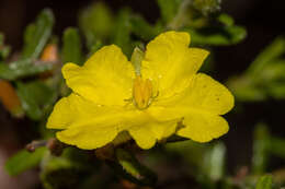 Hibbertia glebosa subsp. glebosa resmi