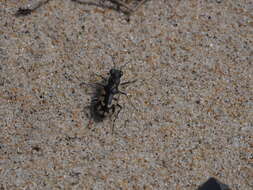 Image of Cicindela (Cicindela) latesignata latesignata Le Conte 1851