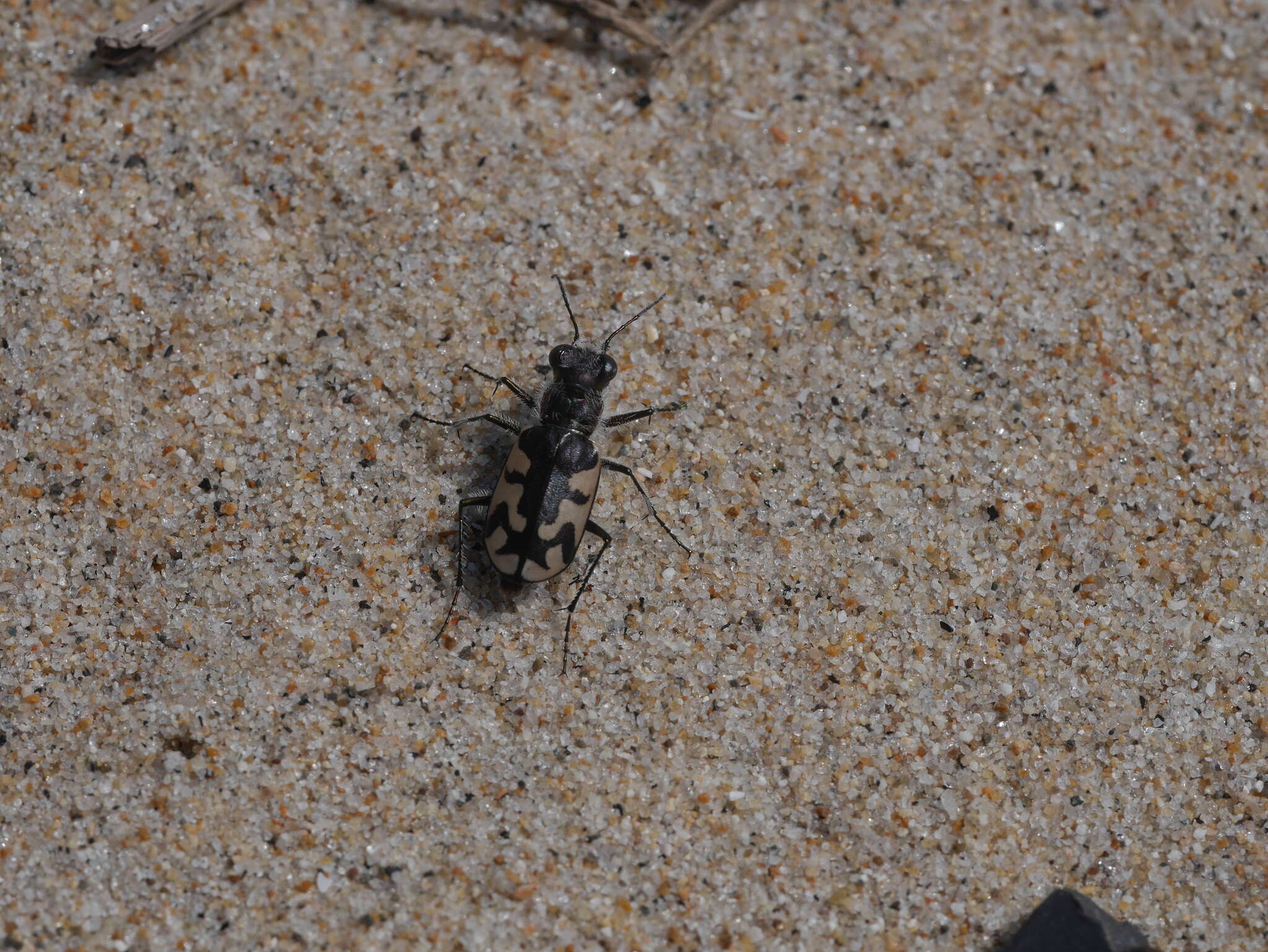 Image of Cicindela (Cicindela) latesignata latesignata Le Conte 1851