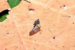 Image of Leafhopper