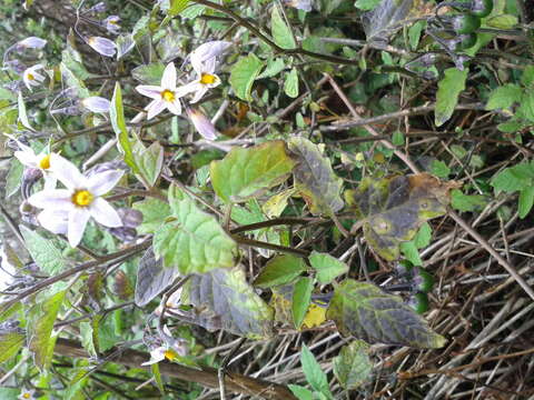 Image of forked nightshade