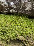 Image of plagiothecium moss