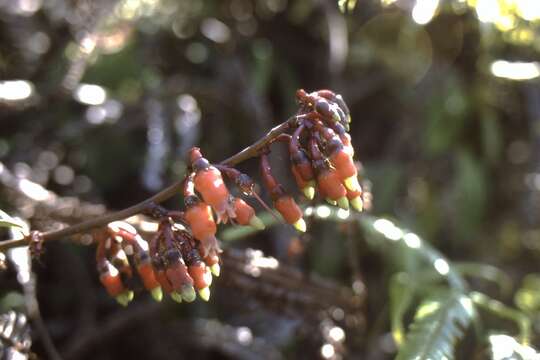 Image of Psammisia penduliflora (Dunal) Klotzsch