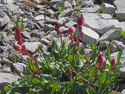 Rumex nivalis Hegetschw.的圖片