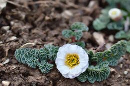 Image of Callianthemum alatavicum Freyn