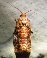 Image of Fruit-Tree Leafroller Moth