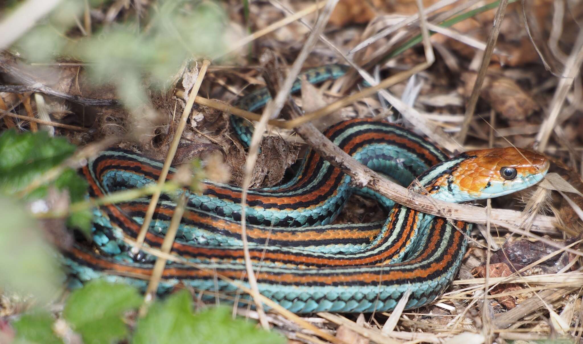 Image of San Francisco garter snake