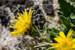 Image of Lake Tahoe serpentweed