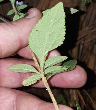 Image of Stevia triflora DC.