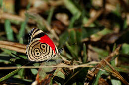 Diaethria gabaza Hewitson 1854 resmi