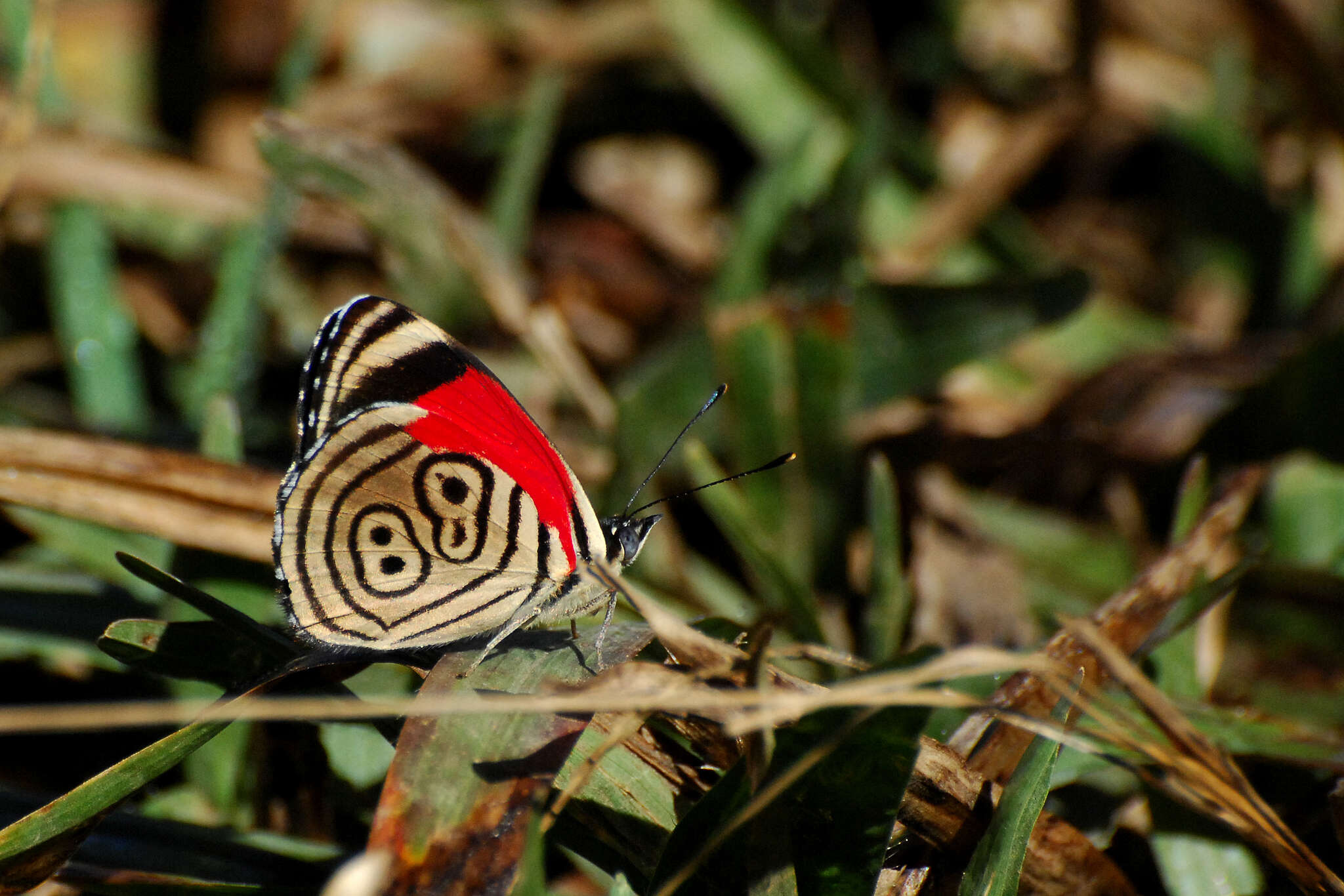 Diaethria gabaza Hewitson 1854 resmi