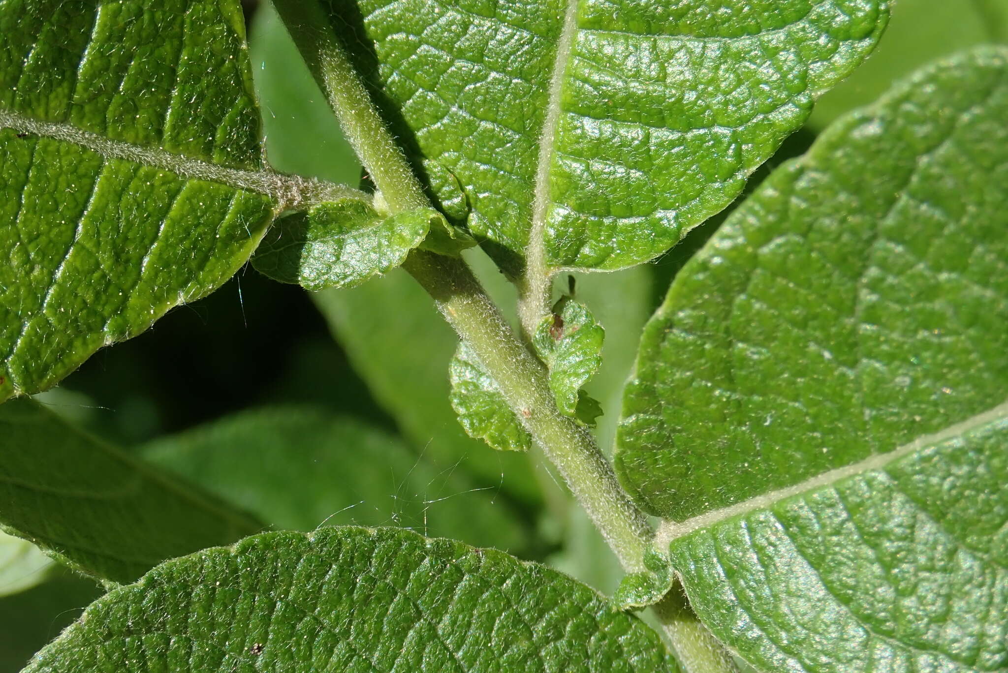 Image of Salix appendiculata Vill.