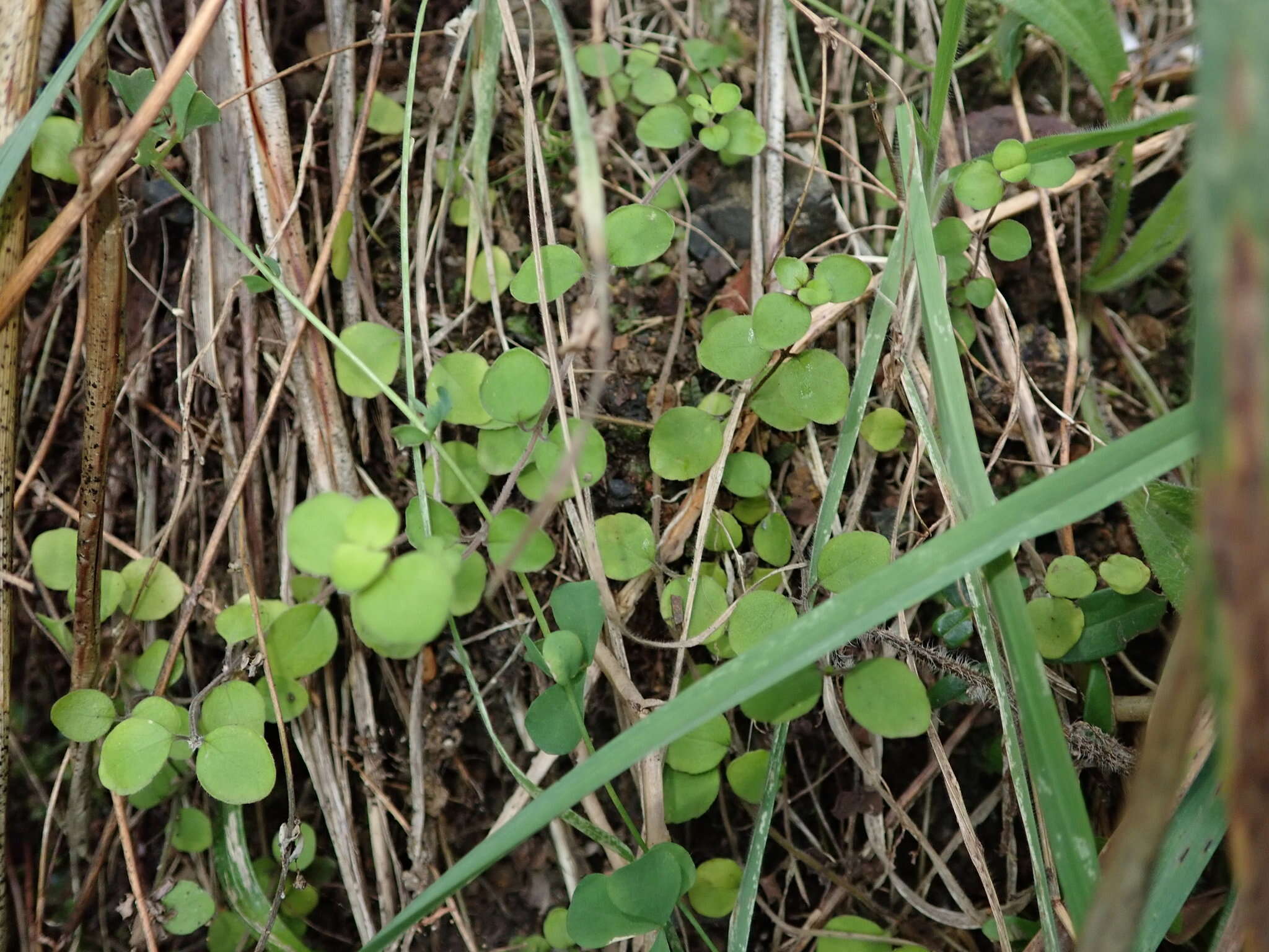 Imagem de Mentha cunninghamii (Benth.) Benth.