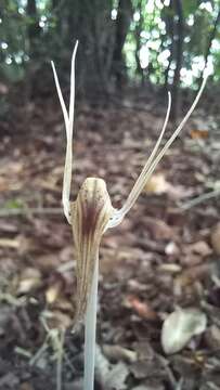 Image of Arachnitis uniflora Phil.