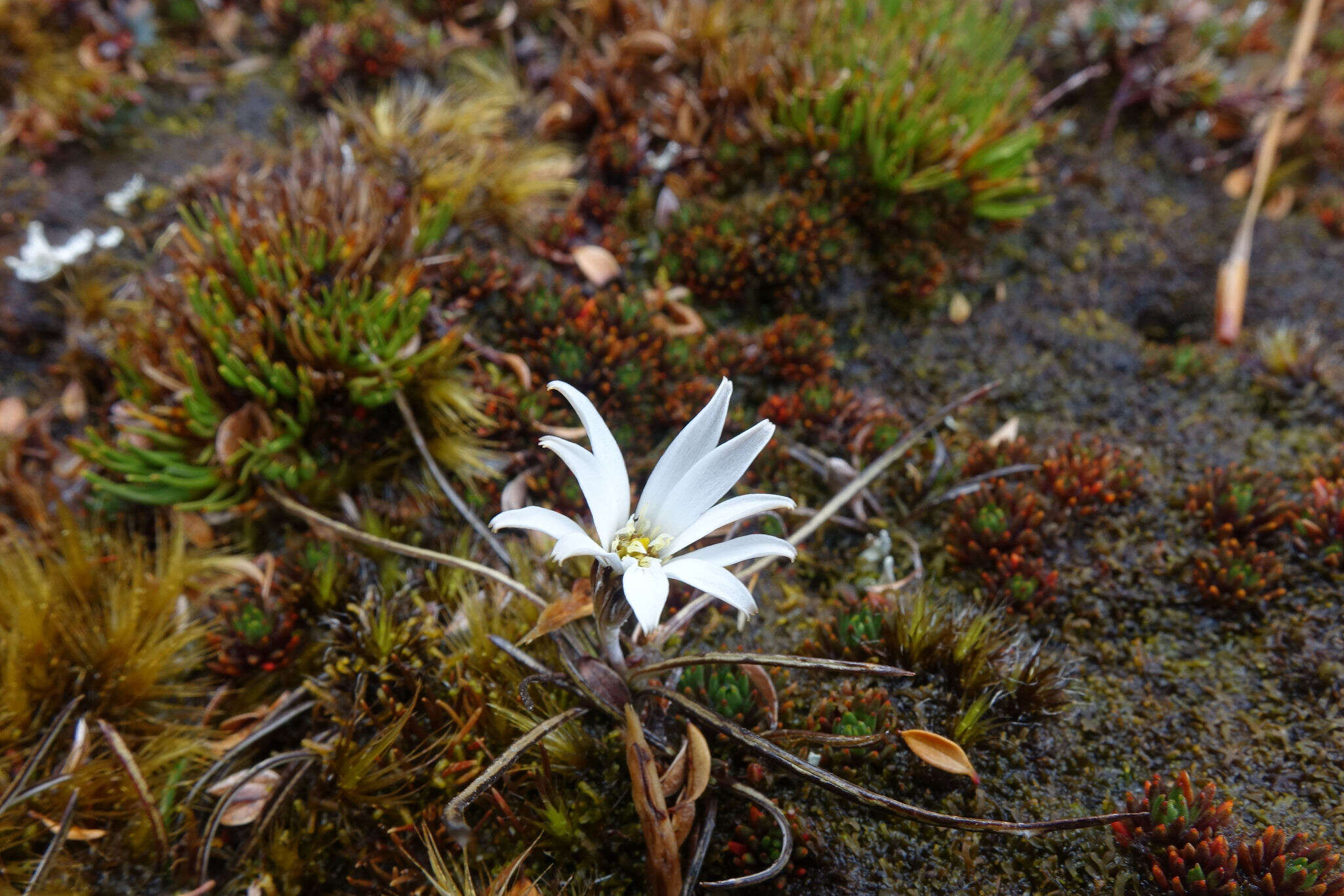 Image of Celmisia alpina (Kirk) Cheesem.