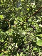 Imagem de <i>Crataegus gaylussacia</i>